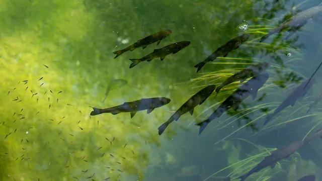 identify productive underwater structure